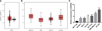 LncRNA SNHG6/miR-125b-5p/BMPR1B Axis: A New Therapeutic Target for Triple-Negative Breast Cancer